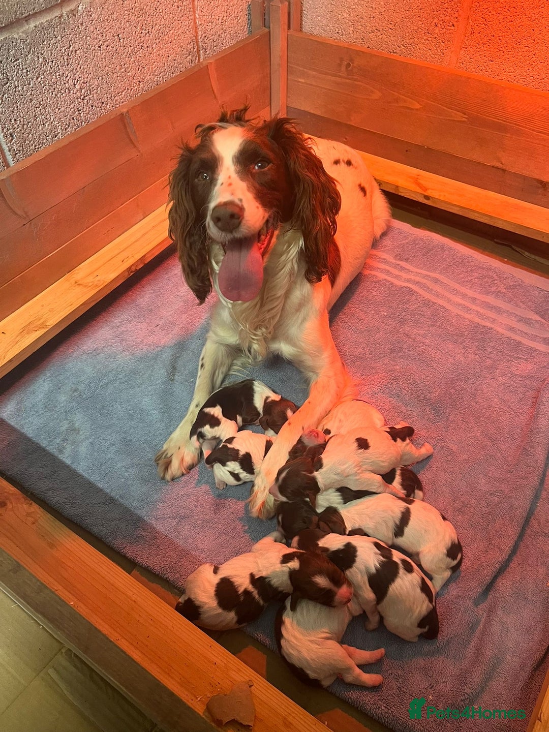 English Springer Spaniel dogs for sale: FTCH x FTAW Springer spaniel - Image 1