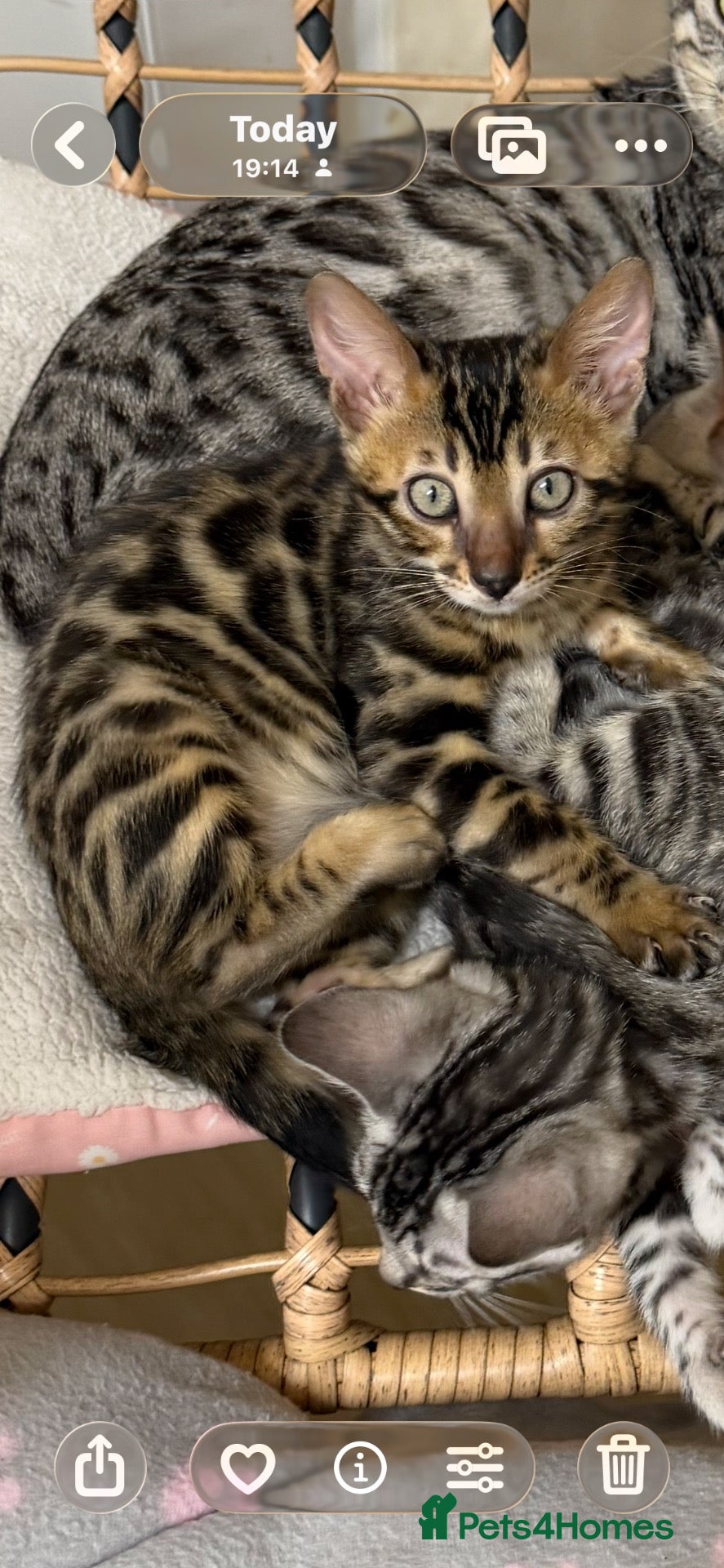 Bengal cats for sale: 🤎 BENGAL 🔥 KITTENS, TICA REGISTERED 🩶  - Advert 20