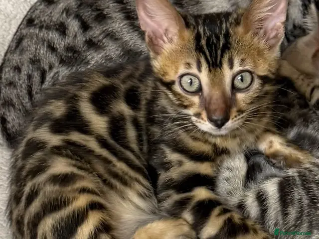 Bengal cats for sale: 🤎 BENGAL 🔥 KITTENS, TICA REGISTERED 🩶 - Advert 20