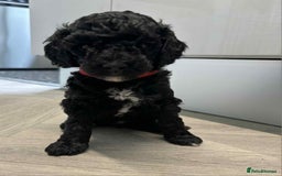 Mixed Breed dogs for sale: Stunning miniature poodle puppies  - Image 6