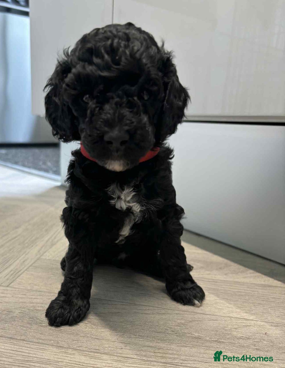 Mixed Breed dogs for sale: Stunning miniature poodle puppies  - Image 6