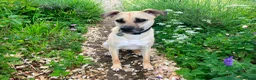 Mixed Breed dogs for adoption: Rocco - North Walsham Norfolk  - Advert 6