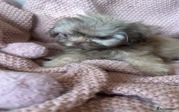 Shih Tzu dogs for sale: ONE PUPPY AVAILABLE READY NOW - Image 22