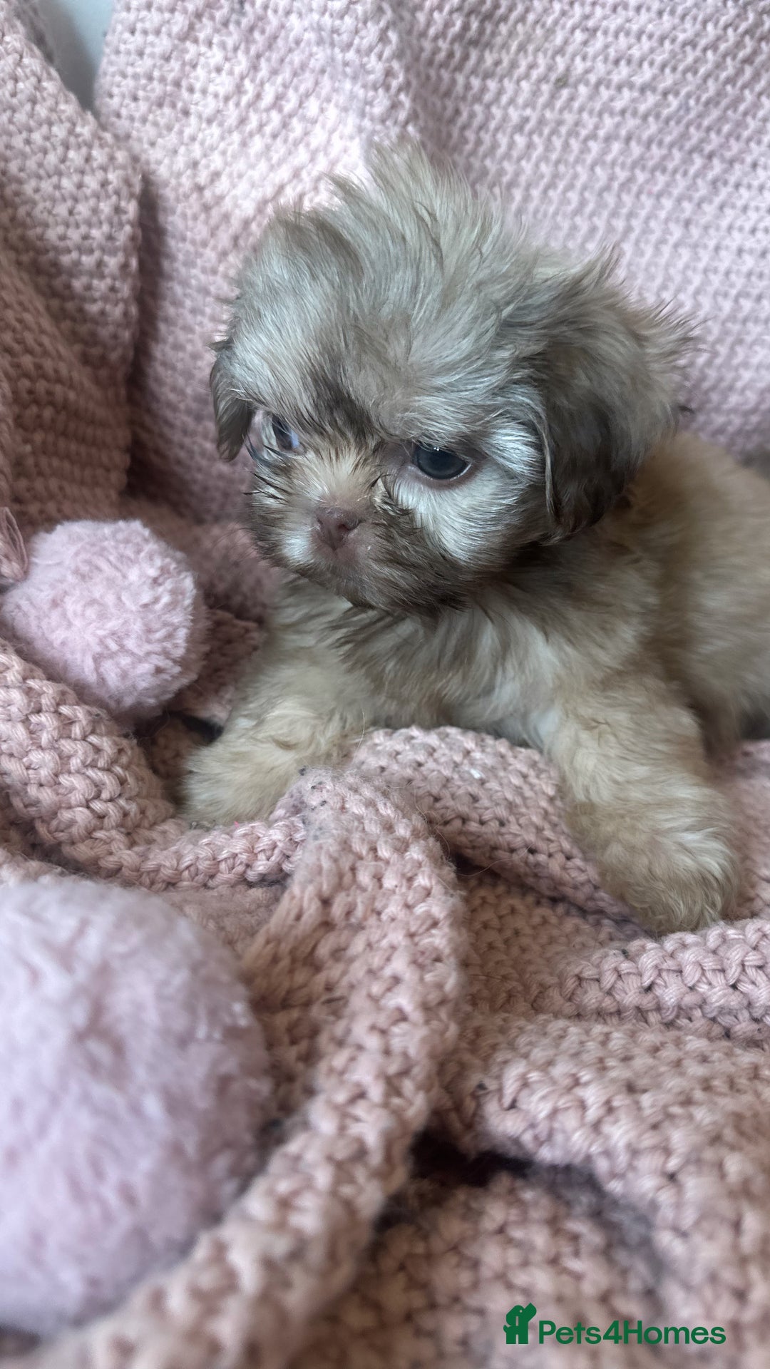 Shih Tzu dogs for sale: ONE PUPPY AVAILABLE READY NOW - Image 22