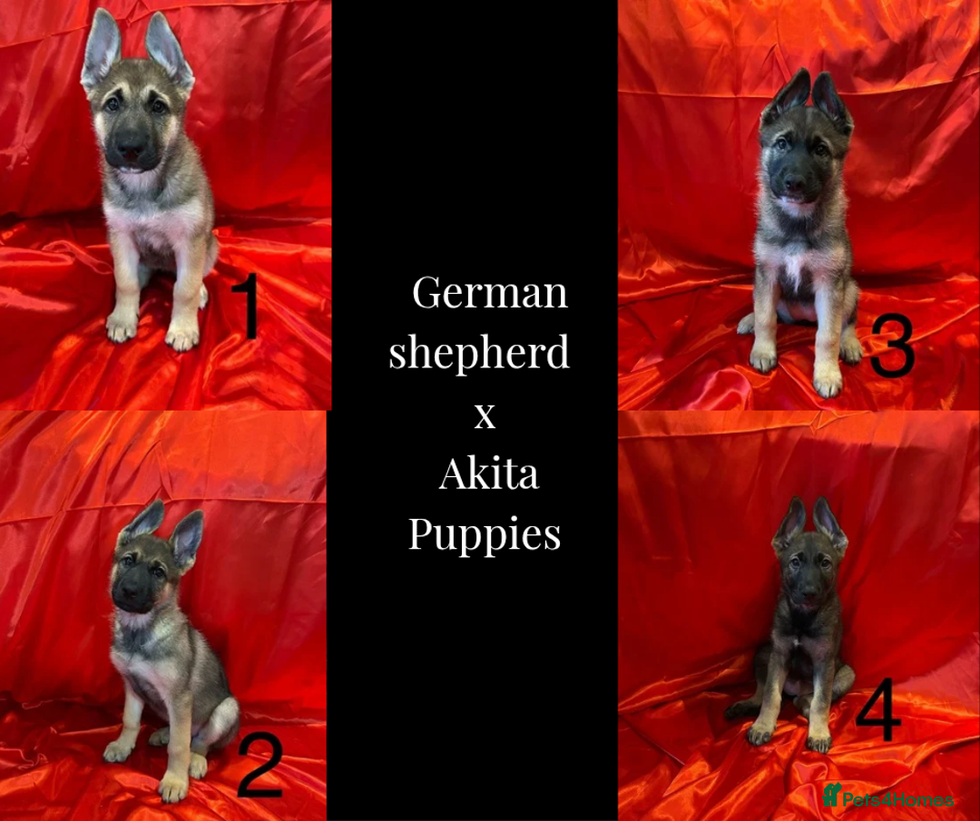 Mixed Breed dogs for sale: German Shepherd x Akita puppies - READY IN JANUARY - Advert 1