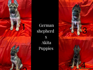 Mixed Breed dogs German Shepherd x Akita puppies - READY IN JANUARY - Advert 4