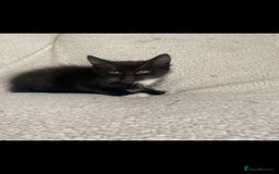 Domestic Shorthair cats for sale: Fluffy Black and White Male Kitten  - Image 9