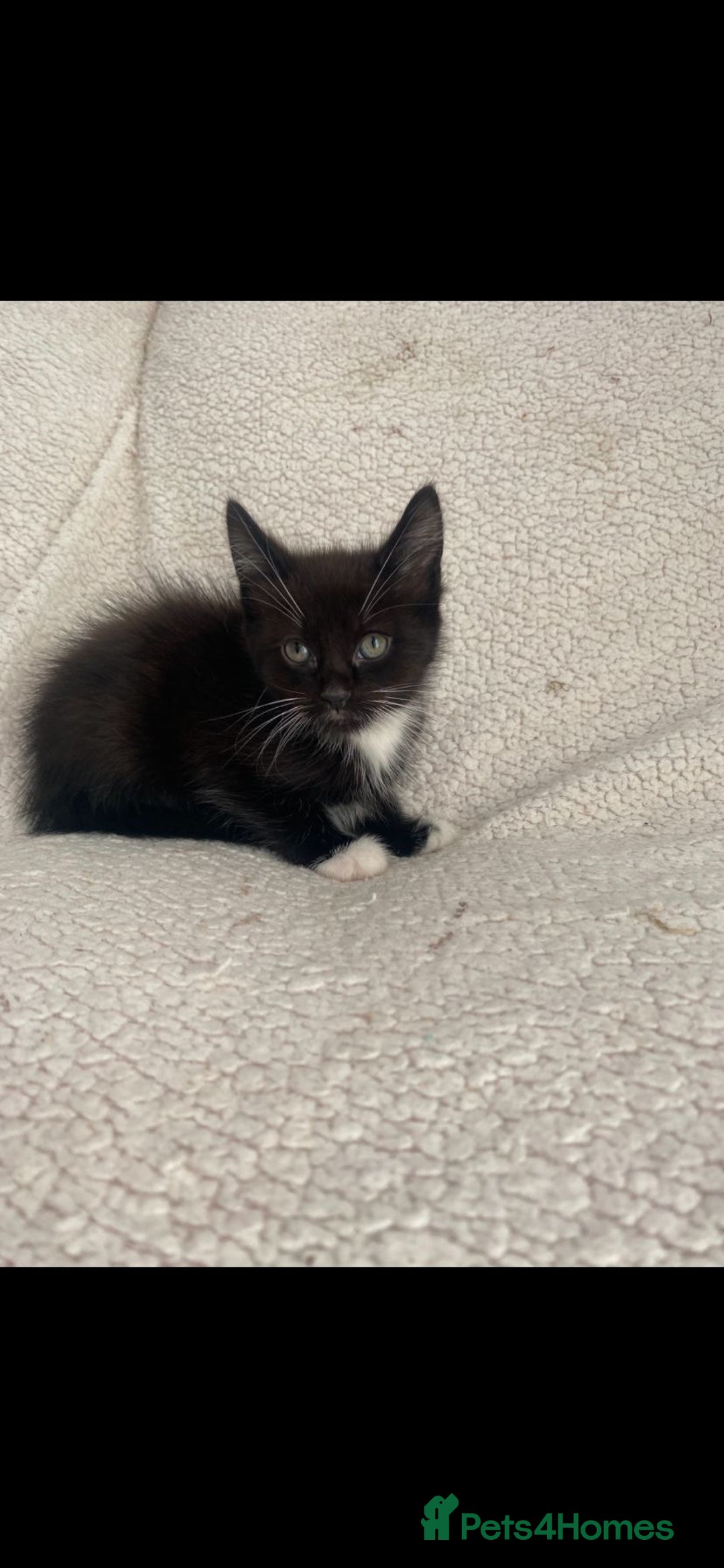 Domestic Shorthair cats for sale: Fluffy Black and White Male Kitten  - Image 9