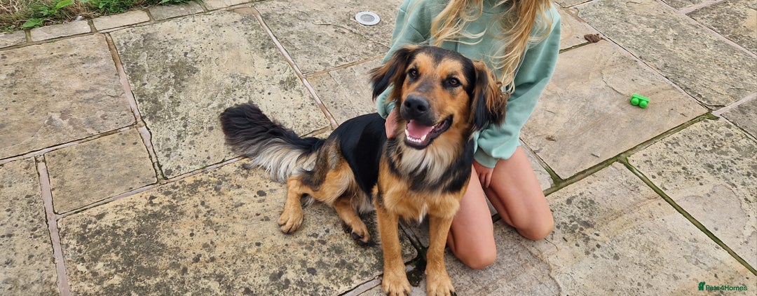 Mixed Breed dogs for sale: 10 month old  Frank, Our GSDxSpringer Spaniel - Image 2