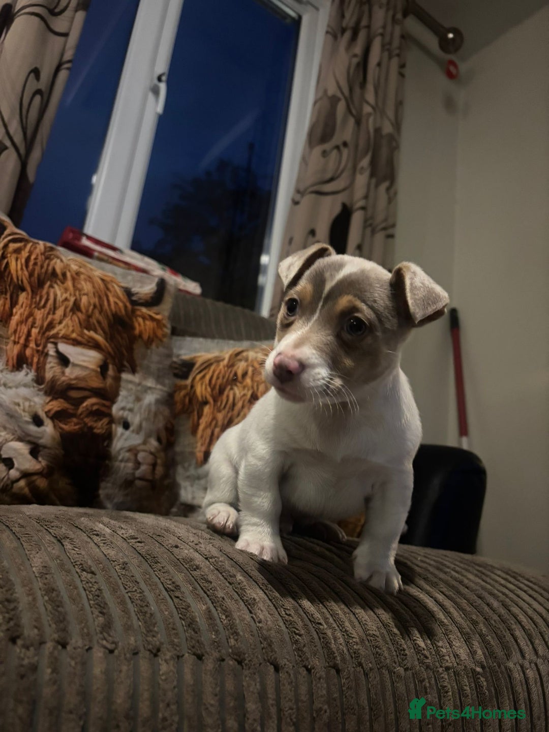 Jack Russell dogs for sale: ONE BOY LEFT smooth Jack Russell puppy - Advert 11