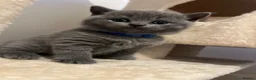 British Shorthair cats for sale: Beautiful Kittens  - Advert 5