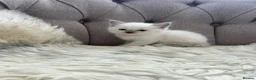 Ragdoll cats for sale: Ragdoll pure breed kittens!!! - Advert 22