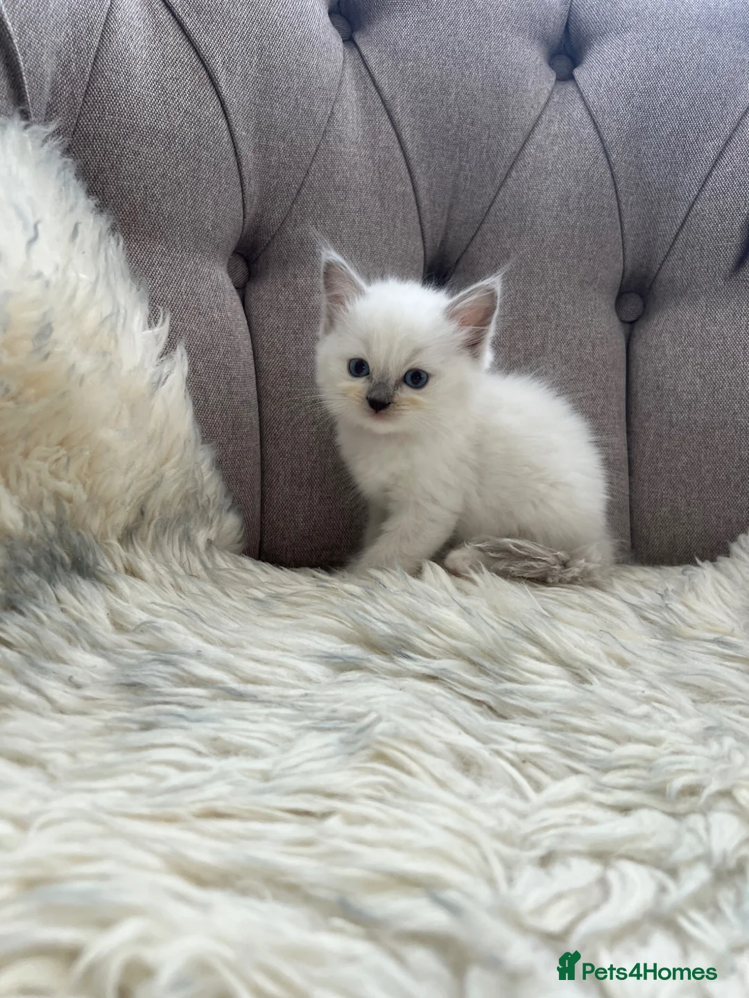 Ragdoll cats for sale: Ragdoll pure breed kittens!!! - Advert 22