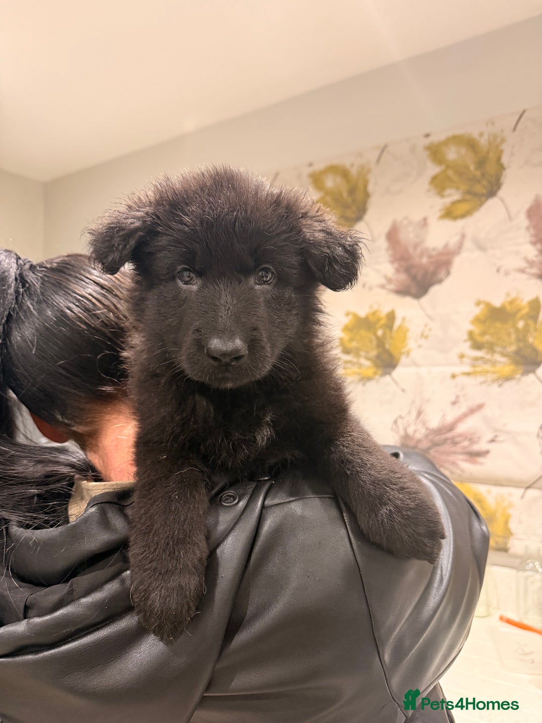 German Shepherd dogs for sale: Straight Back German Shepherd Pups -Ready to leave - Advert 15