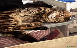 Bengal cats for sale: Garf unneutered male  - Image 2