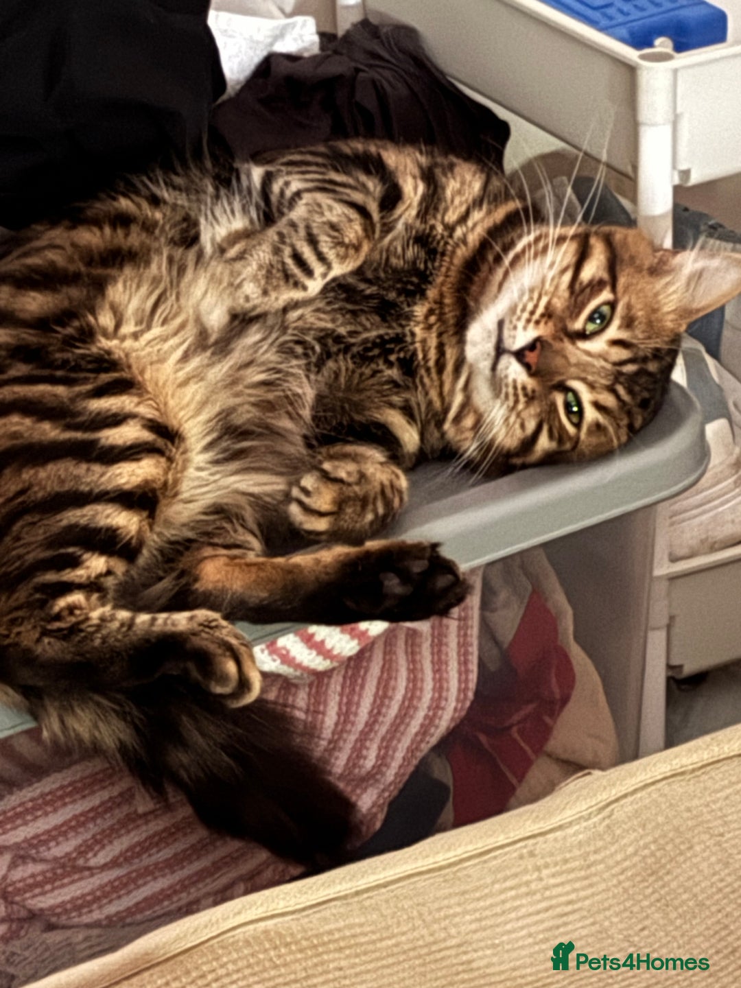 Bengal cats for sale: Garf unneutered male  - Image 2