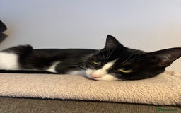 British Shorthair cats for sale: 4 beautiful kittens for sale  - Advert 5