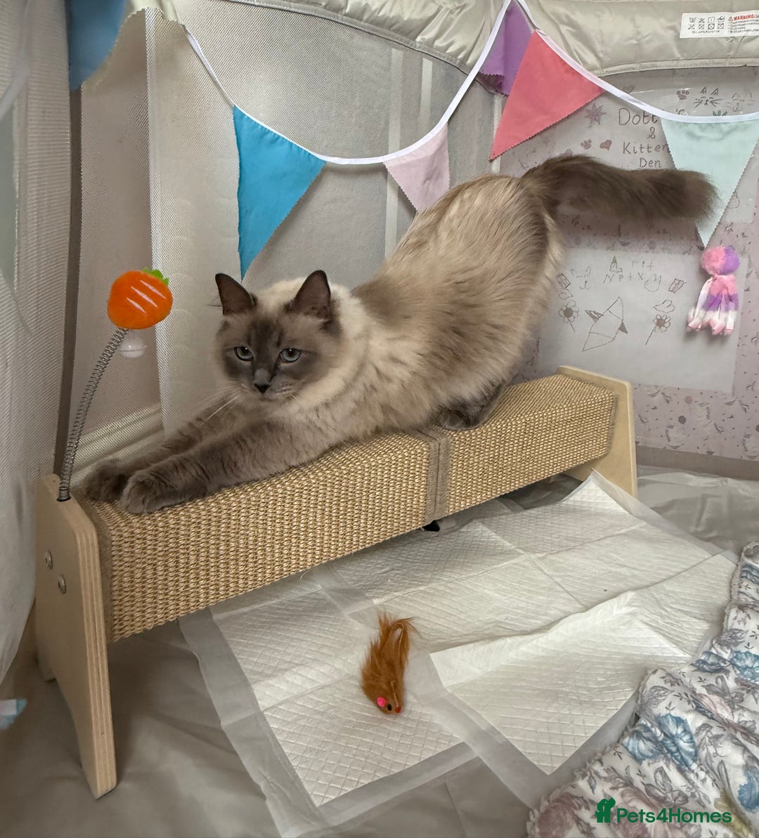 Ragdoll cats for sale: 2 kittens available 1 female, 1 male  - Image 13