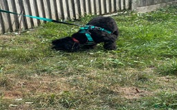 Cockapoo dogs for sale: Amazing handsome Cockerpoo pup - Image 6
