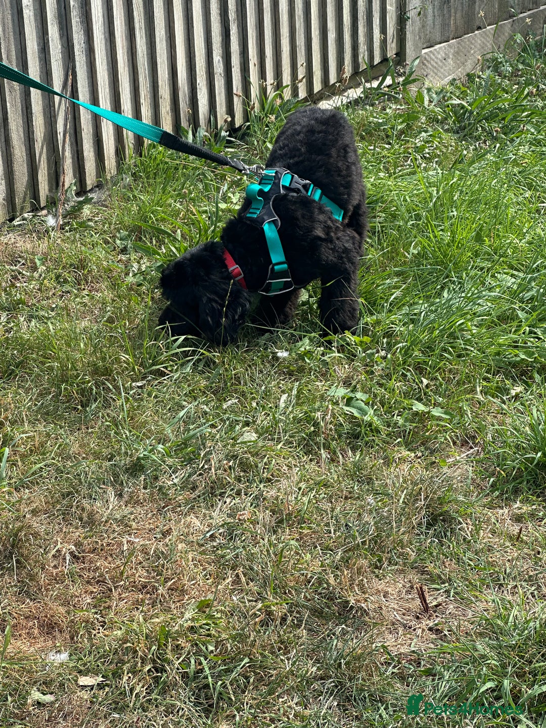 Cockapoo dogs for sale: Amazing handsome Cockerpoo pup - Image 6