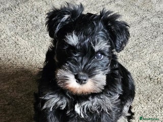 Miniature Schnauzer dogs - Advert 3