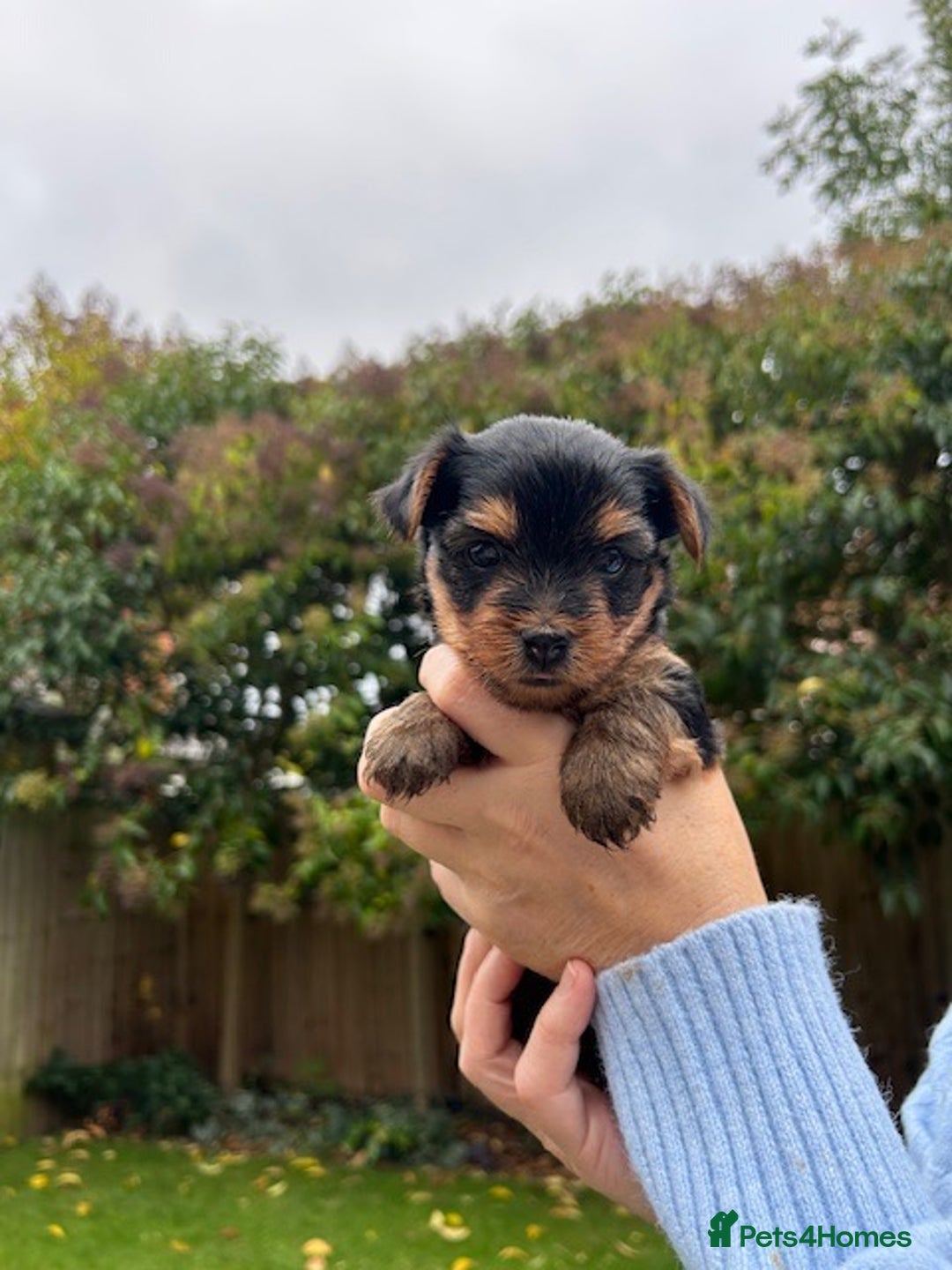 Yorkshire Terrier dogs for sale: Pedigree Healthy toy Yorkshire Terrier pups  - Image 10