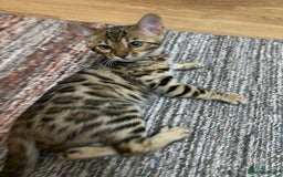 Bengal cats for sale: Bengal kittens - Image 5