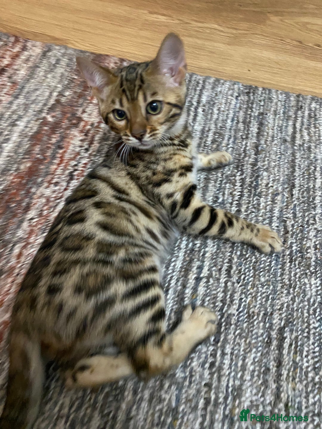 Bengal cats for sale: Bengal kittens - Image 5