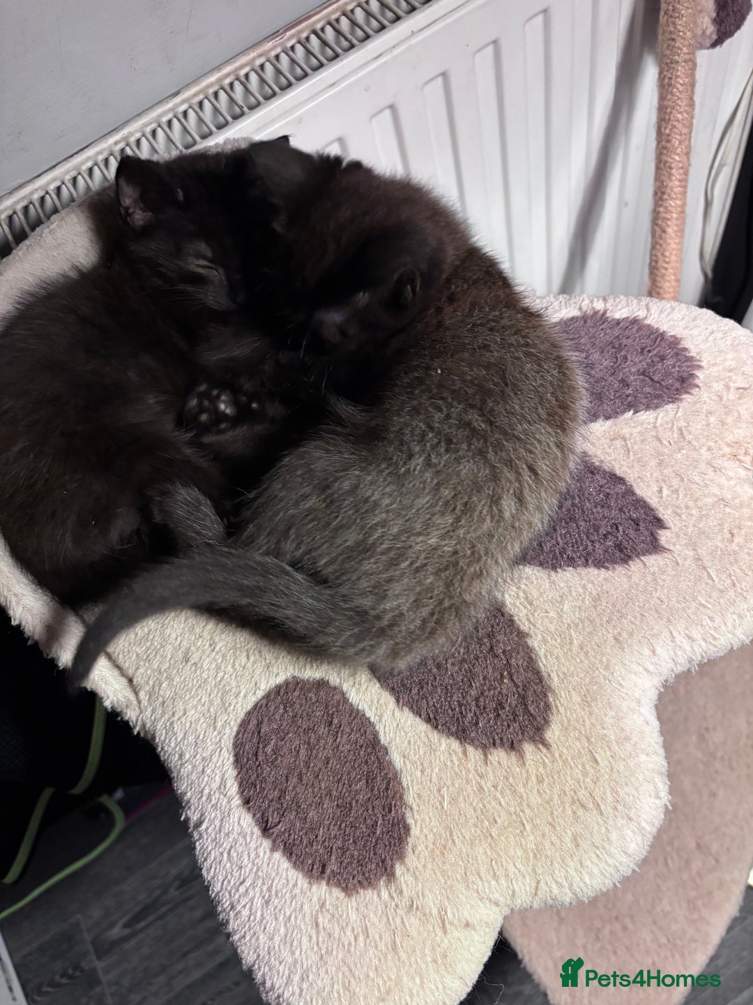 Mixed Breed cats for sale: READY NOW  - Advert 4