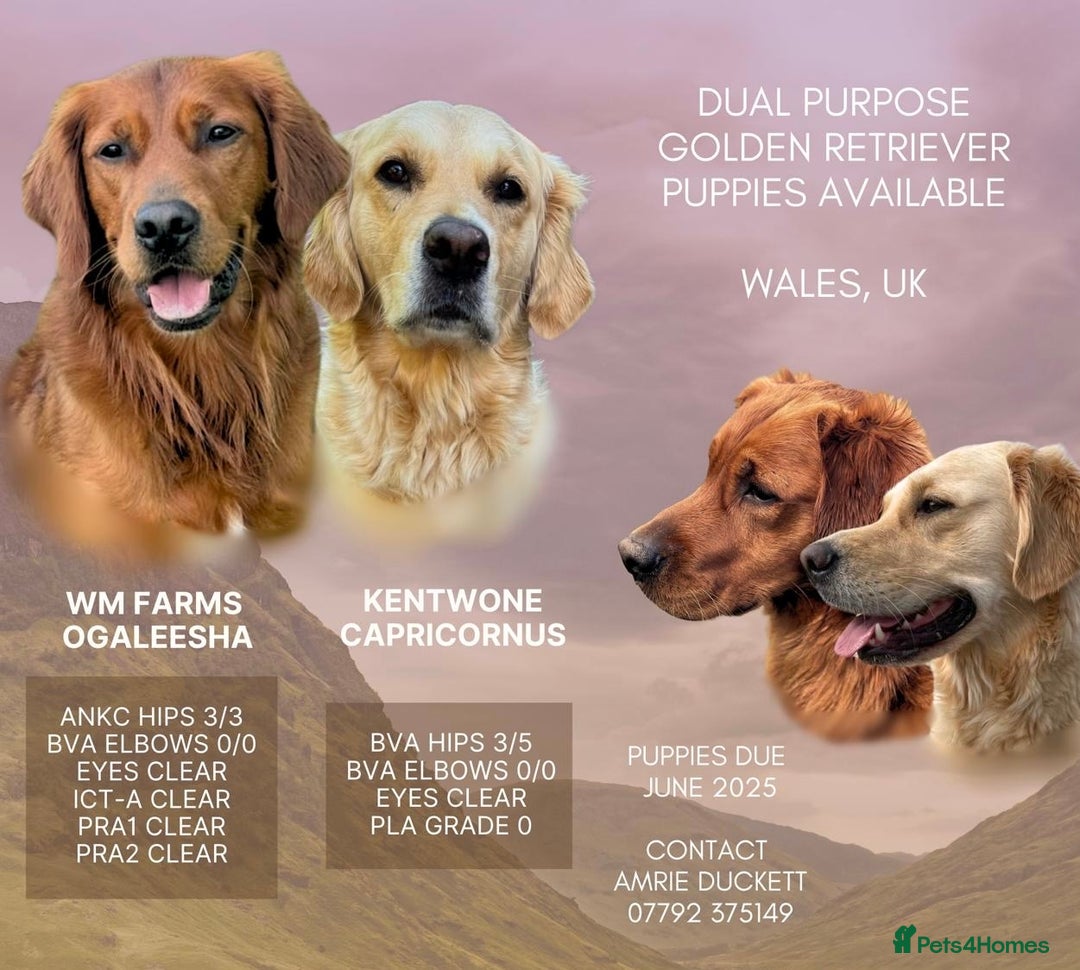 Golden Retriever Ten Most Intelligent Dogs Pet Top Intelligent Dogs