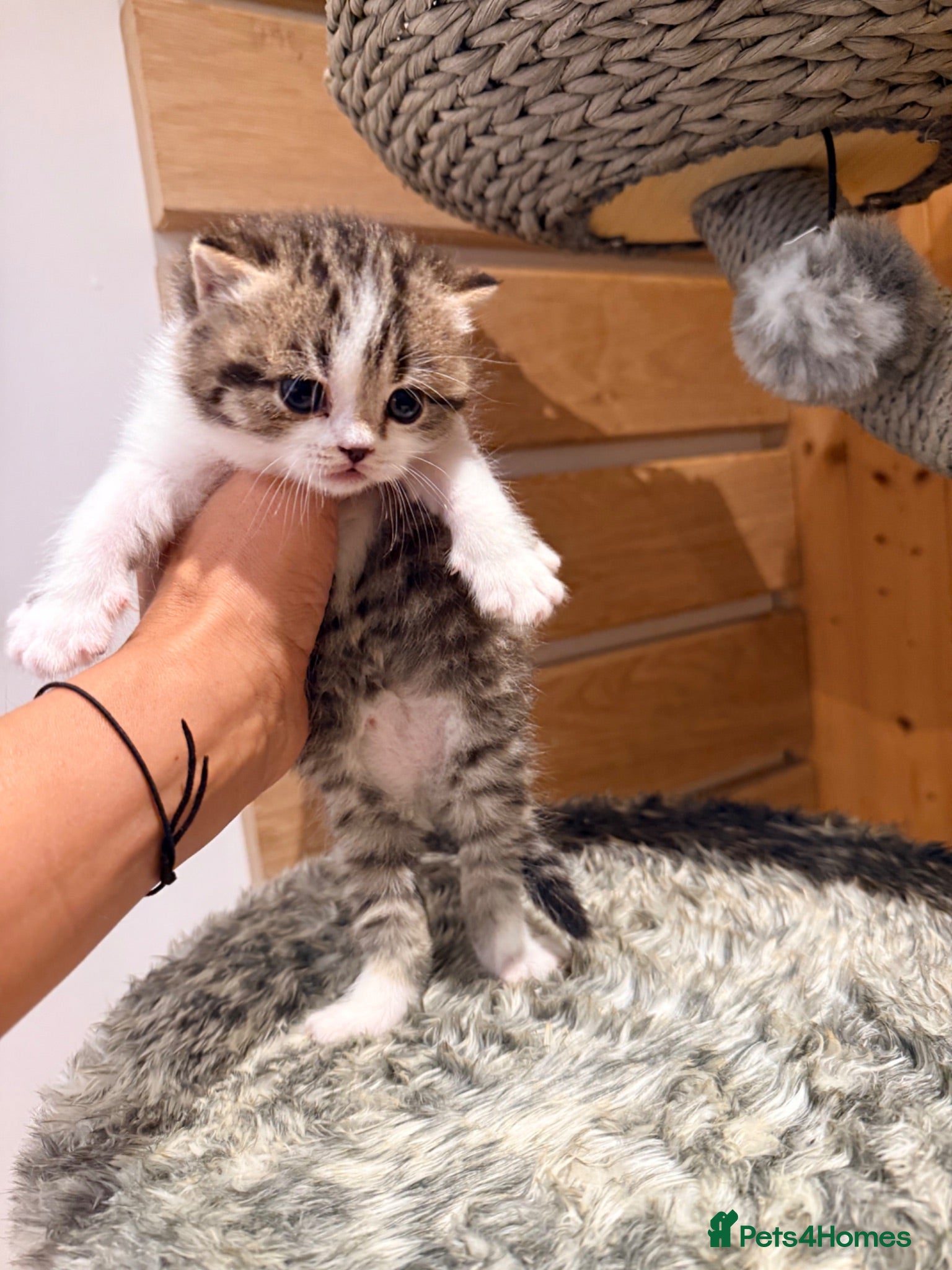 British Shorthair cats 3 British shorthair kittens - Advert 2