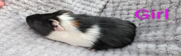 Guinea Pig rodents for sale: Beautiful Baby Guinea Pigs  - Advert 8