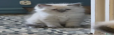 Ragdoll 2