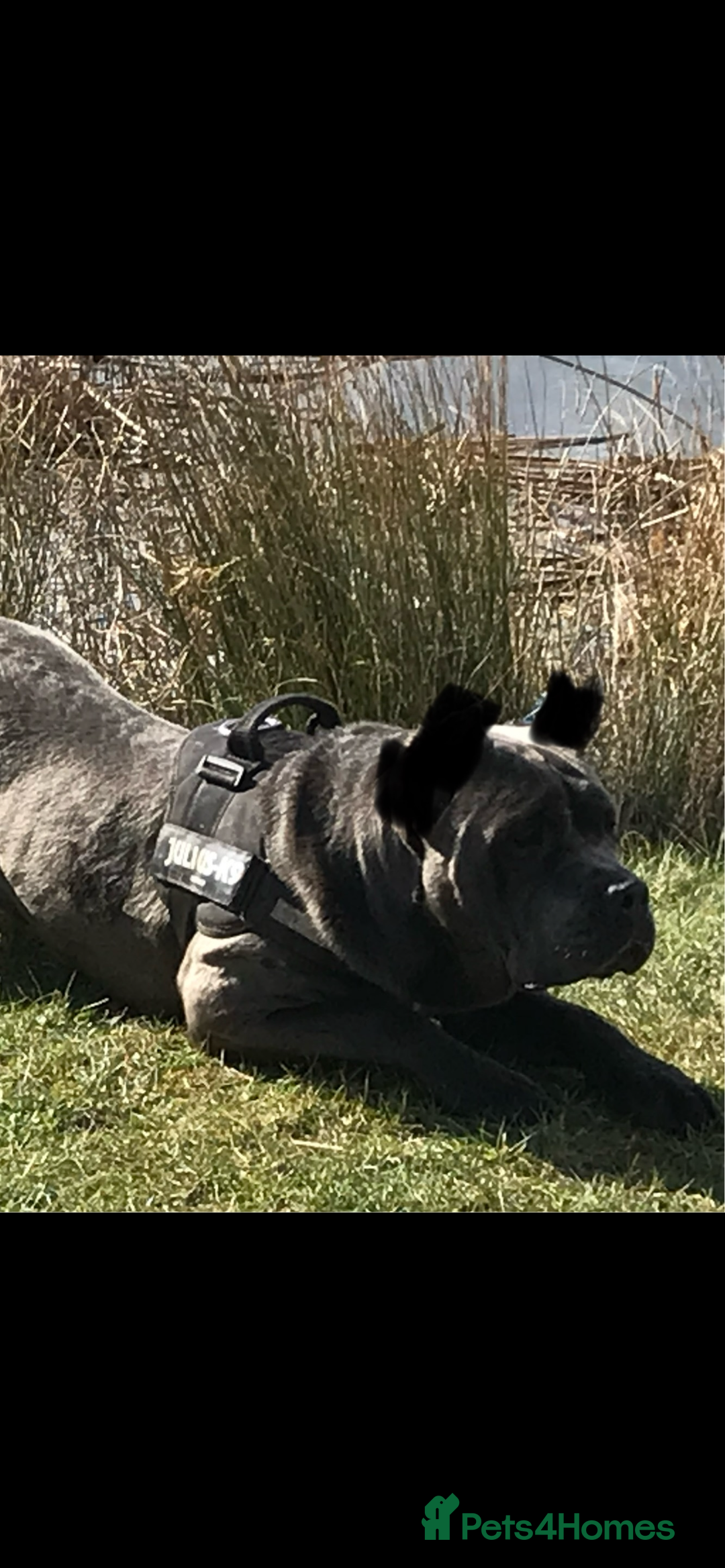Cane Corso dogs for sale: CANE CORSO TOP QUALITY STRAJANO BLOODLINE FERMINTO - Advert 21