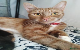 British Shorthair cats for sale: two kittens for sale - Image 12