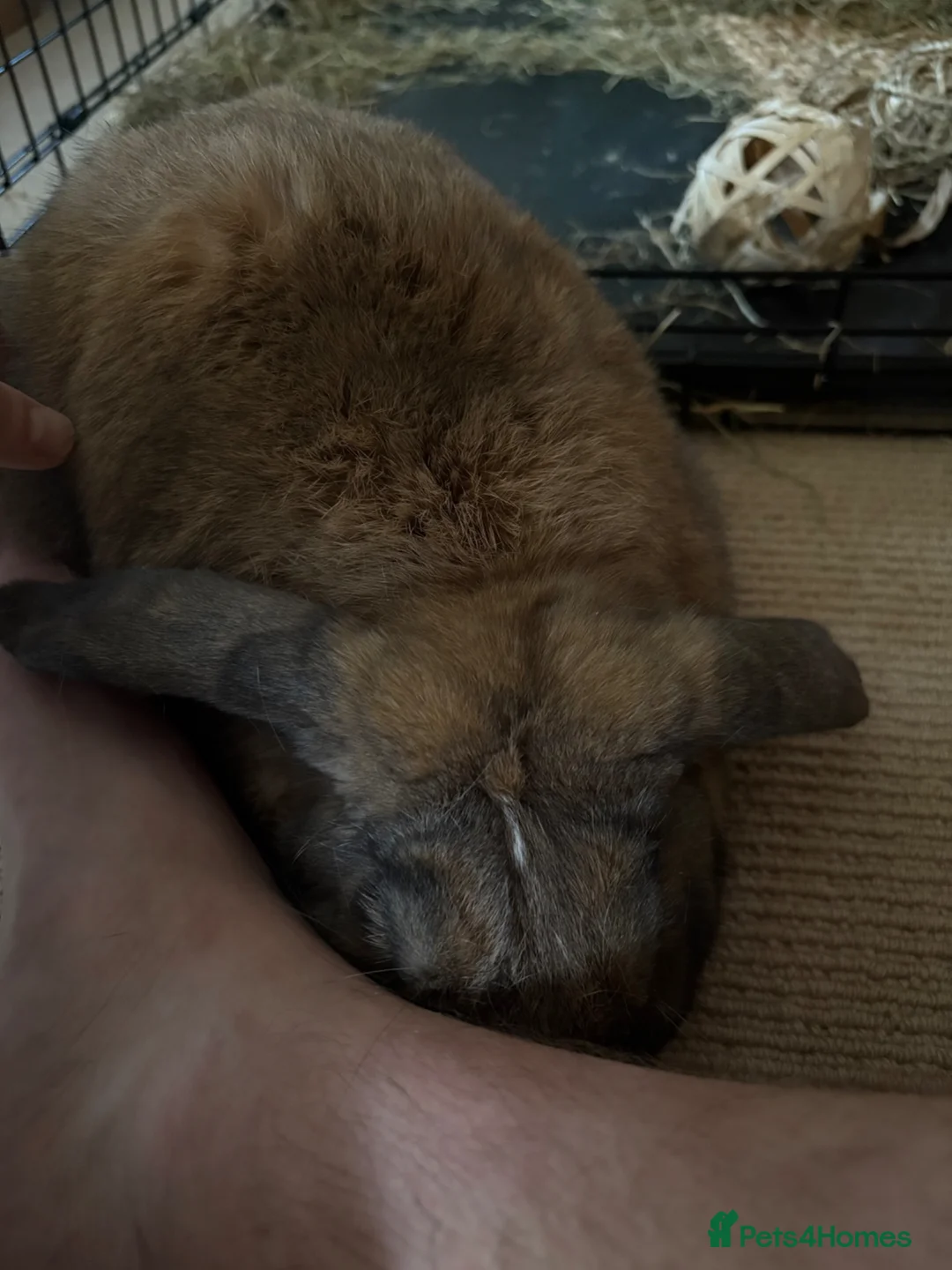 English Lop rabbits for sale: Lop Rabbit  - Advert 2