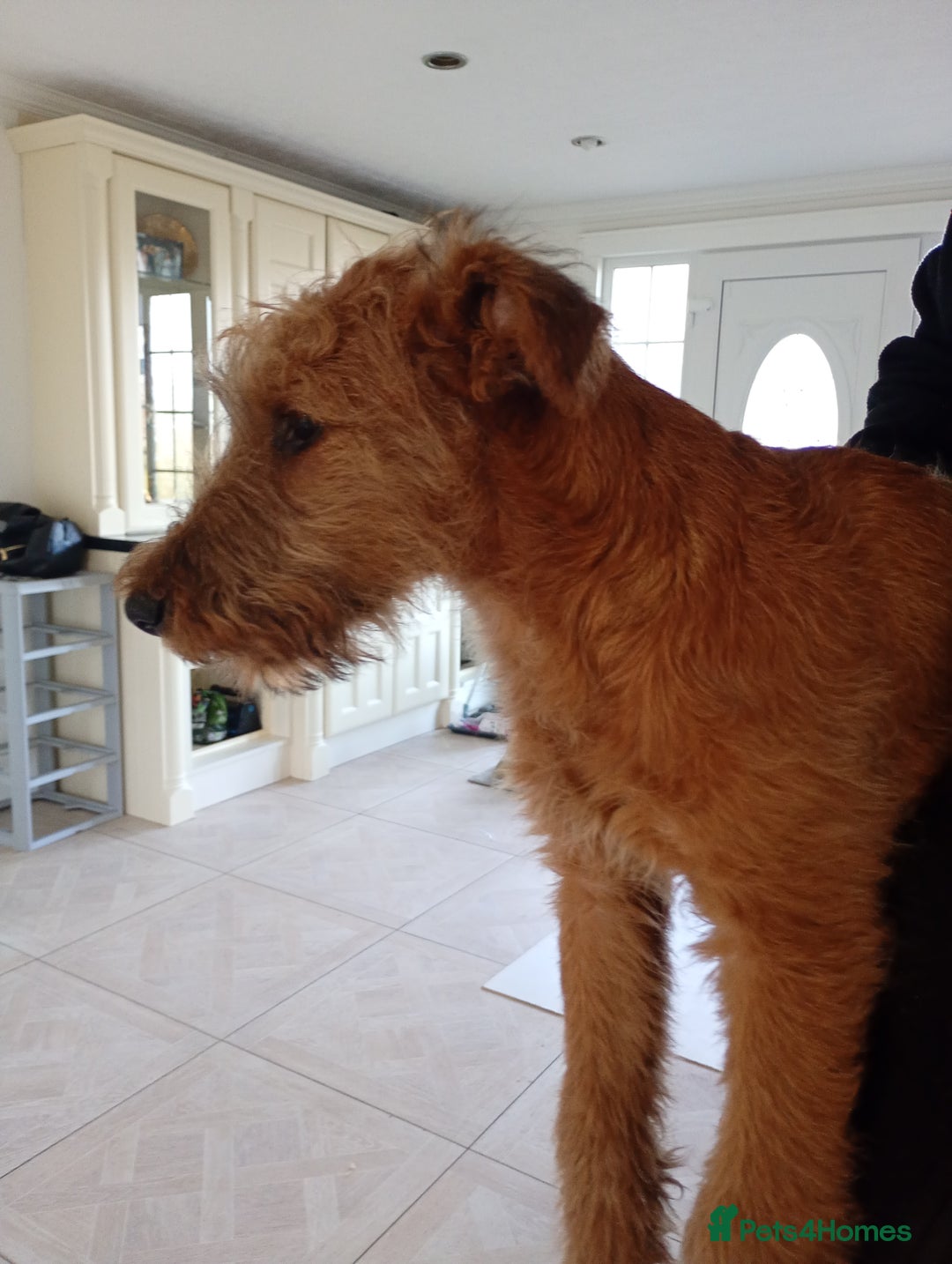 Irish Terrier dogs for sale: Special loving home required  - Advert 2