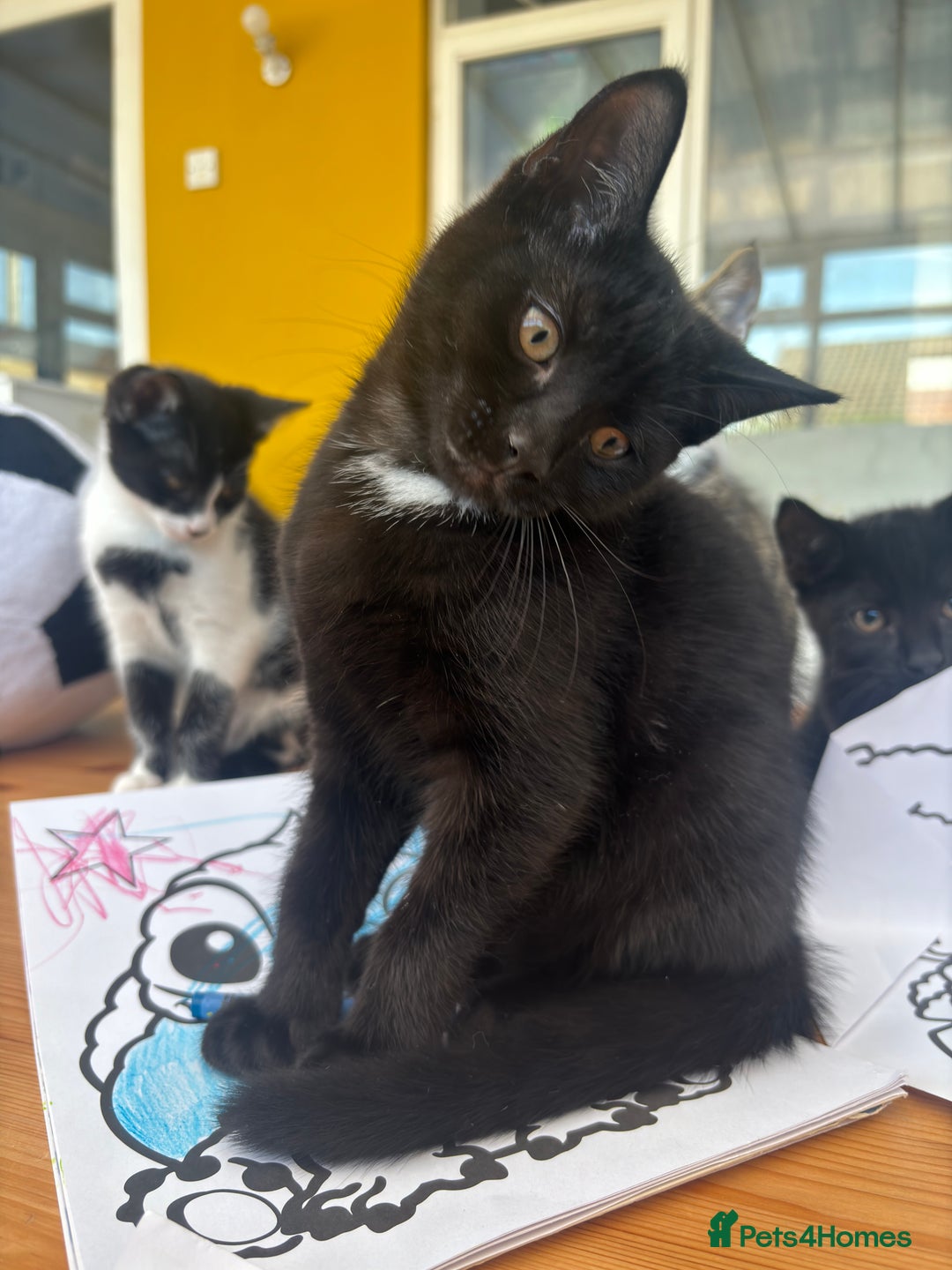Mixed Breed cats for sale: Black Tux kitten - Image 3