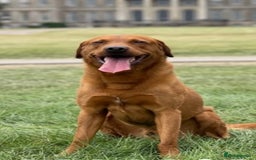 Labrador Retriever dogs for sale: Stunning Black Labrador Puppies - Image 8