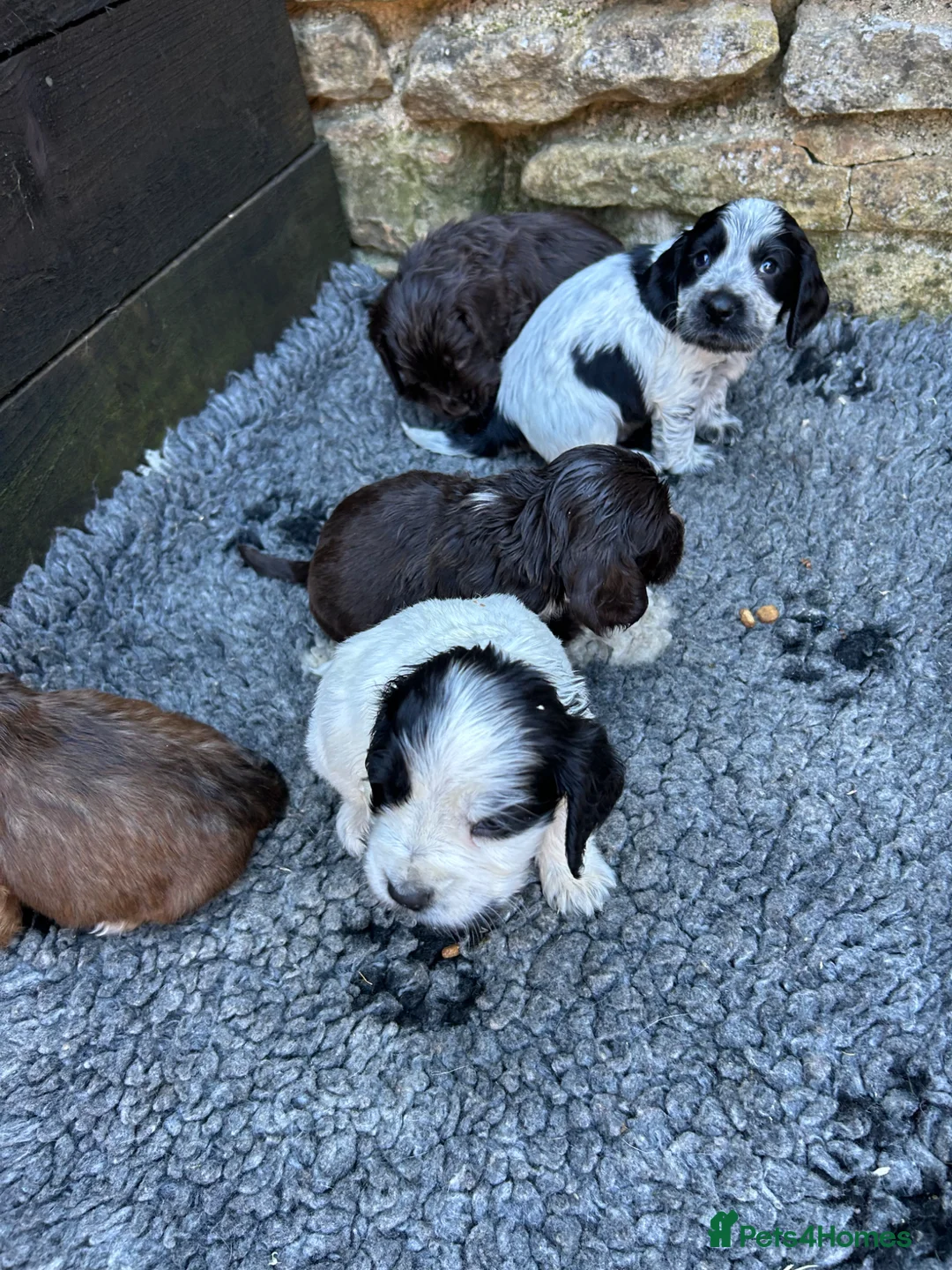 Cocker Spaniel dogs for sale: Kc reg show cockers  - Advert 3