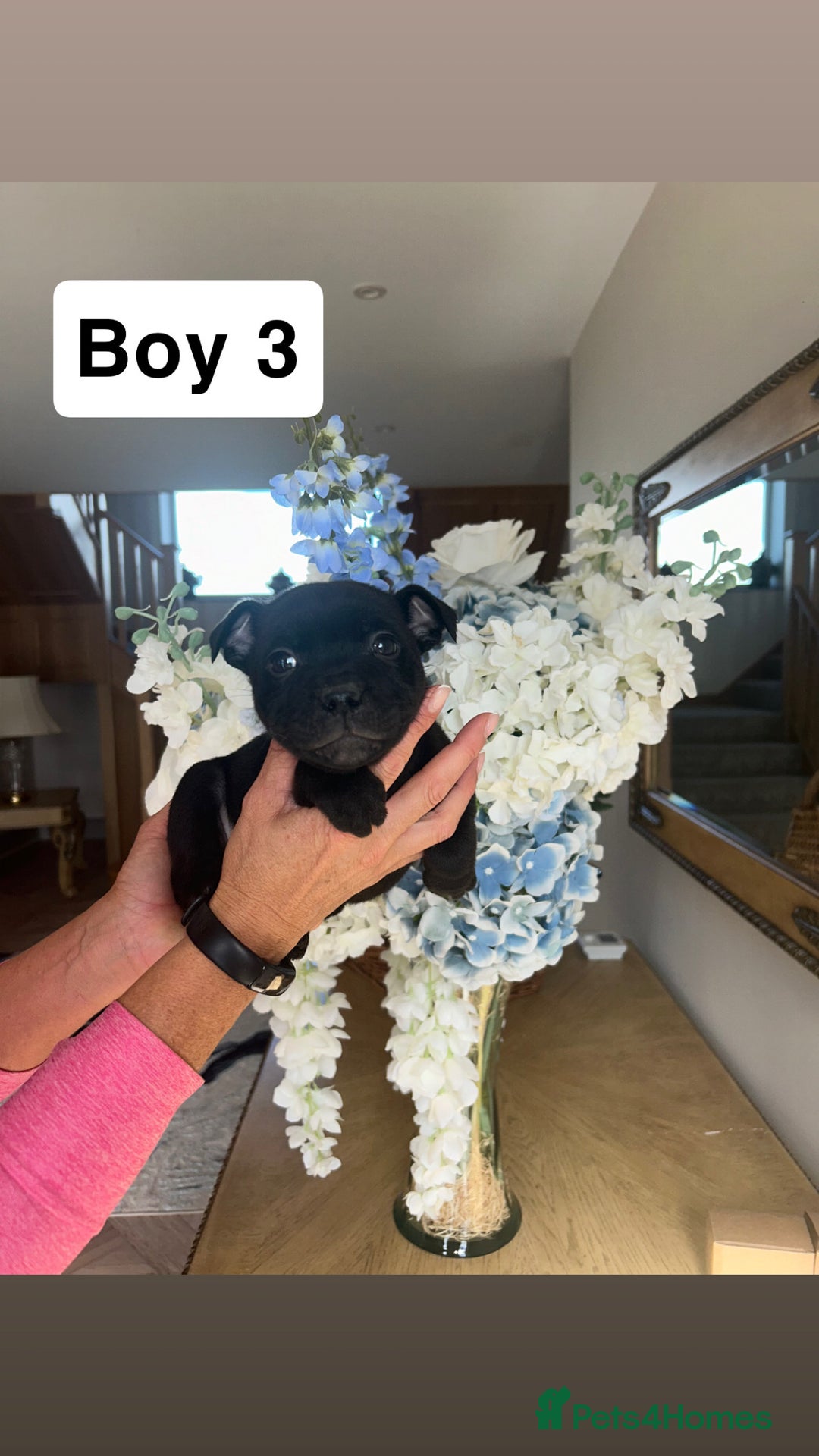 Staffordshire Bull Terrier dogs for sale: Beautiful staffordshire bull terrier puppies  - Image 19