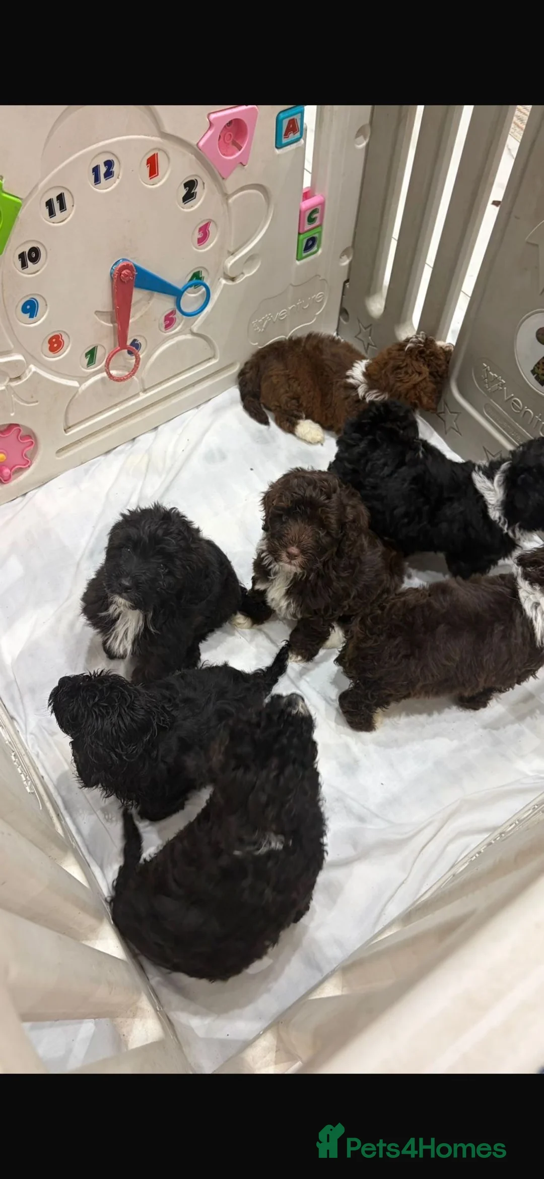 Shihpoo dogs for sale: Toy Shihpoo Mix Litter - Advert 10