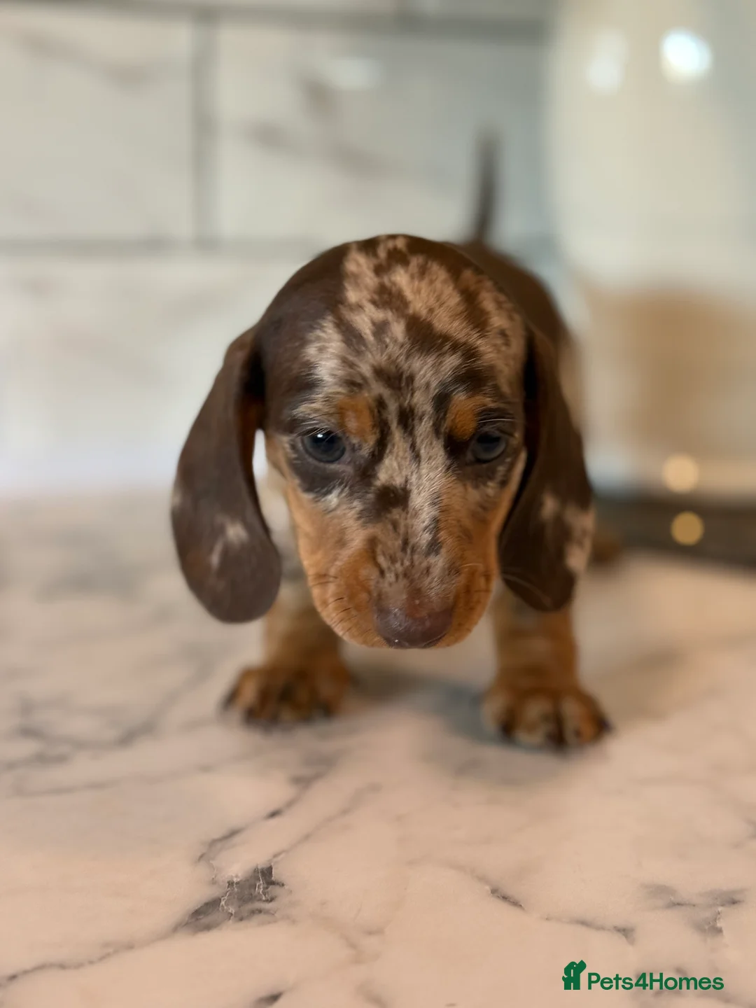 Miniature Dachshund dogs for sale: 🎀 SHOW QUALITY KC REGISTERED MALES AND FEMALES 🎀 - Advert 5