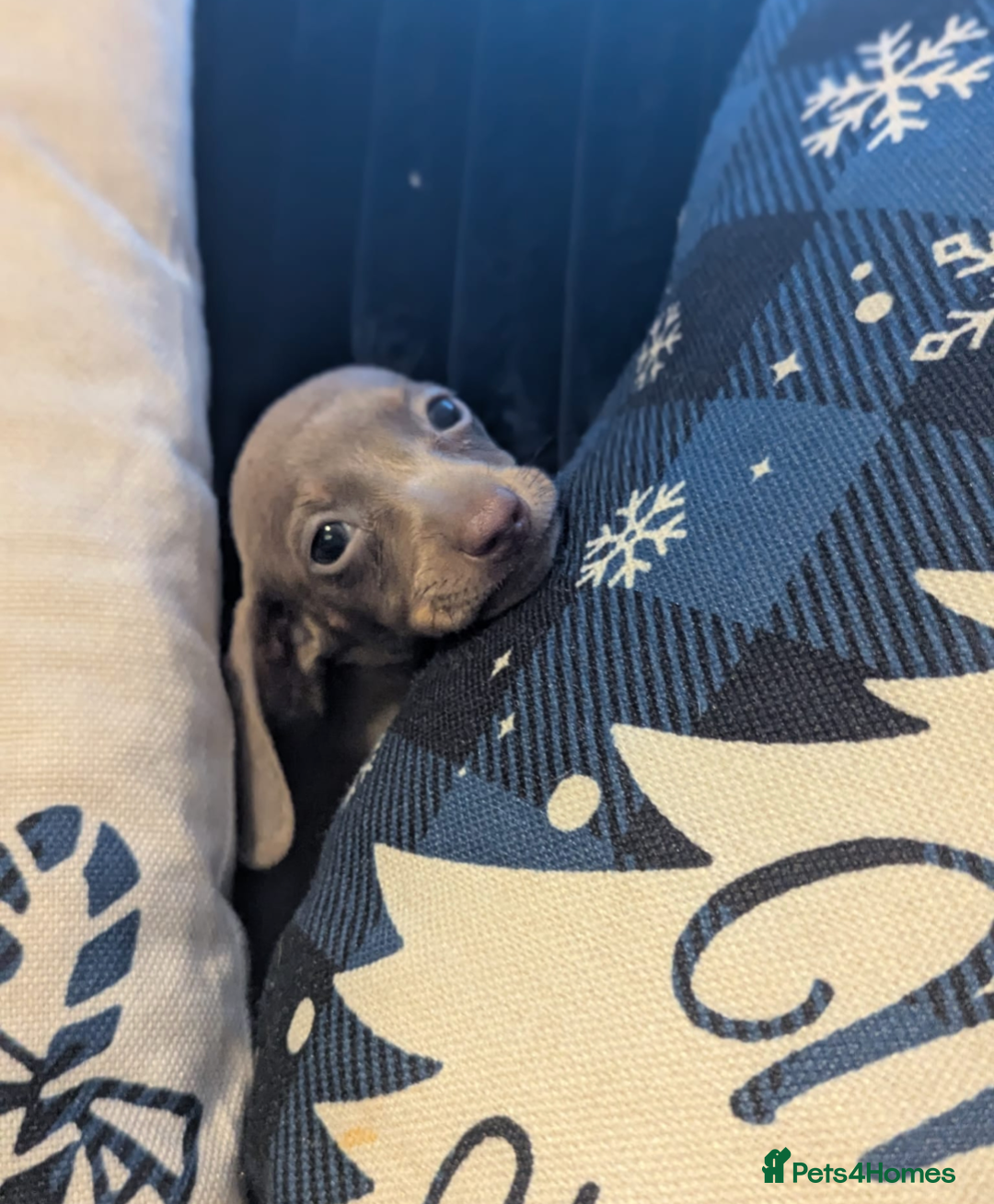 Miniature Dachshund dogs for sale: Miniature dachshund puppies  - Advert 9