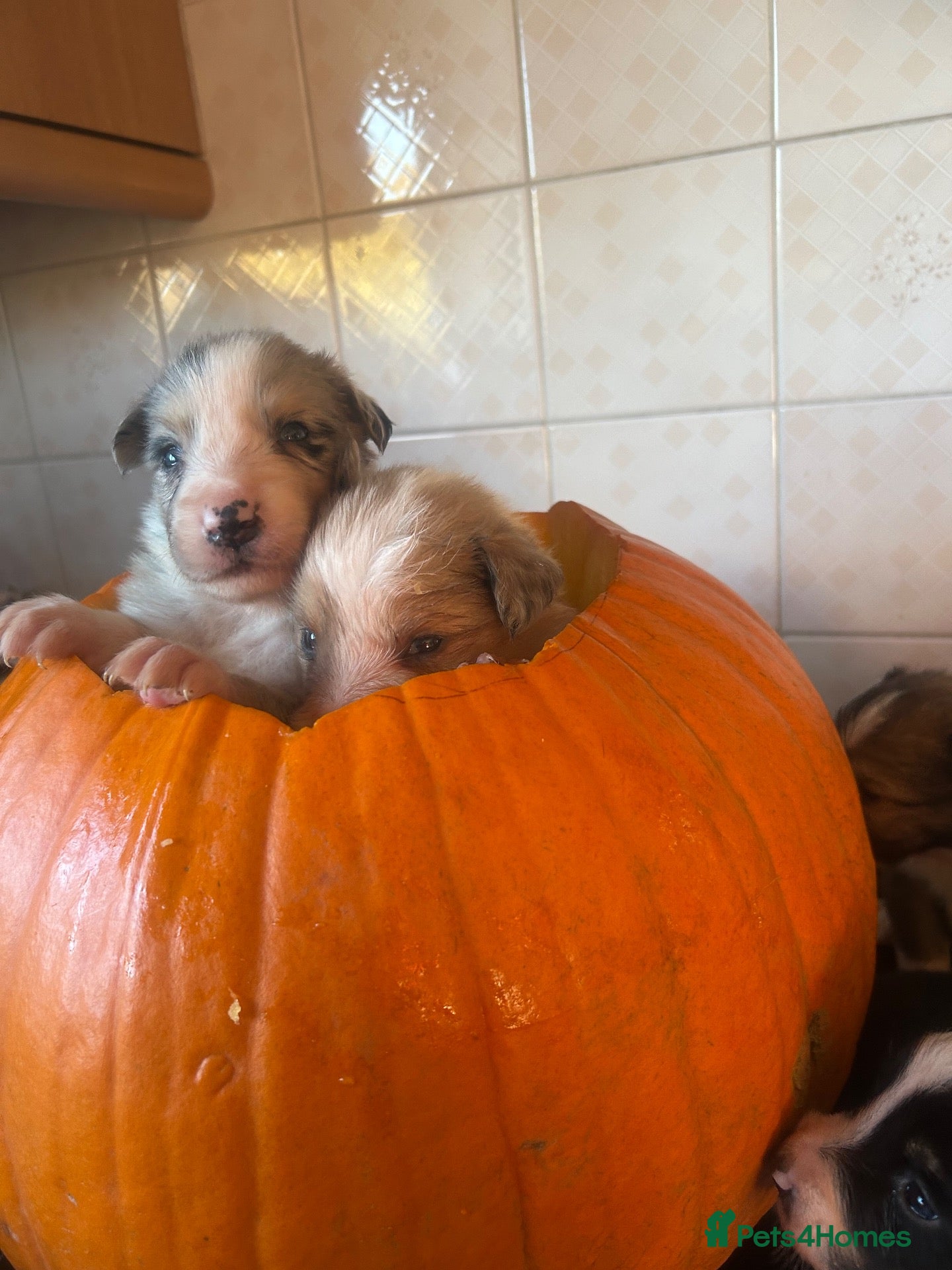 Border Collie dogs for sale: Beautiful border collie puppies - Advert 5