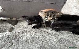 Domestic Shorthair cats for sale: 6 beautiful kittens available  - Image 3