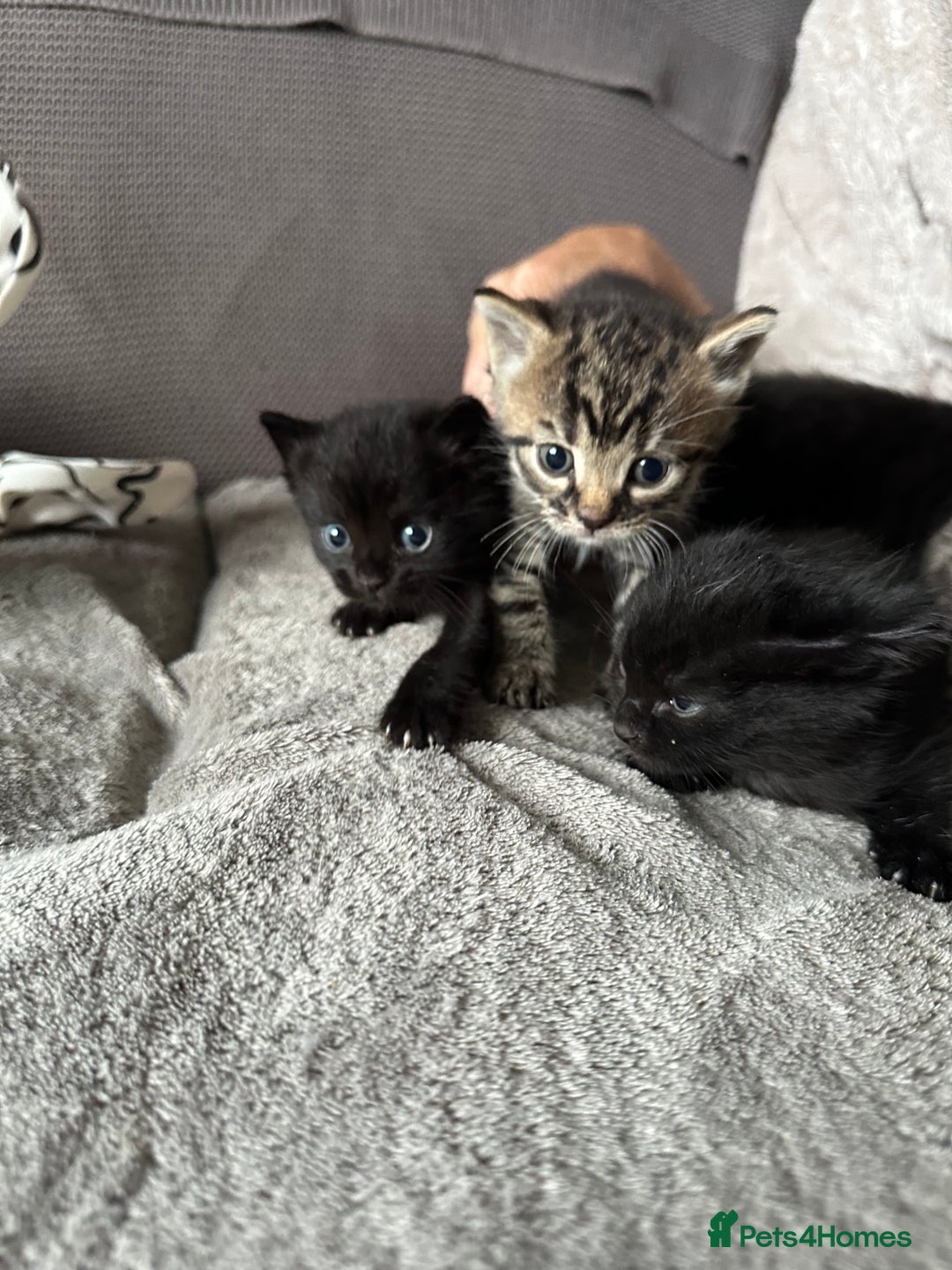 Domestic Shorthair cats for sale: 6 beautiful kittens available  - Image 3