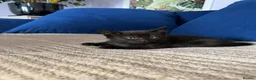 Maine Coon cats for sale: Beautiful Maine Coon Cross Kittens  - Advert 7