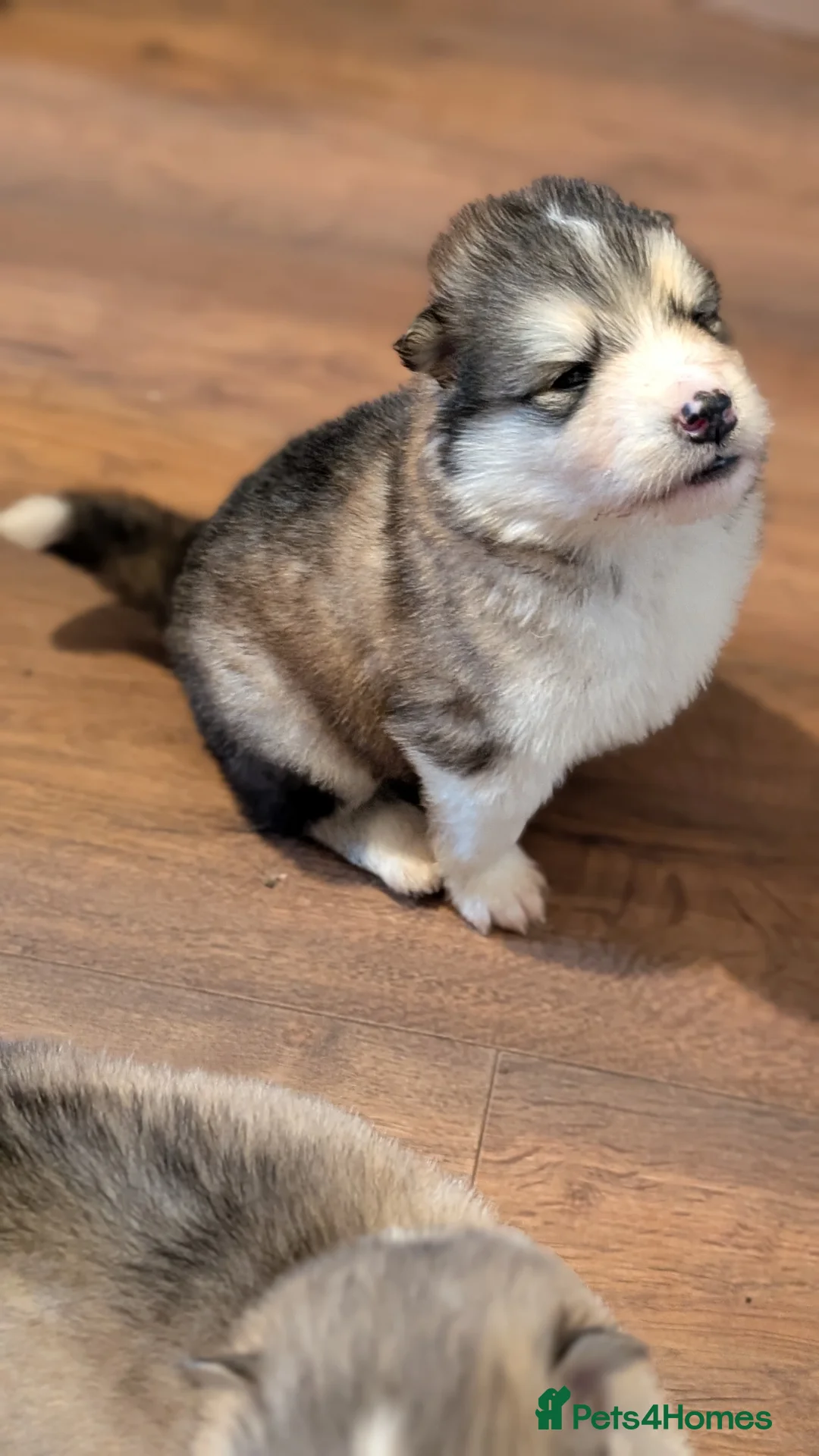 Alaskan Malamute dogs for sale: Boys+one girl left! Long haired Alaskan Malamutes  - Advert 2