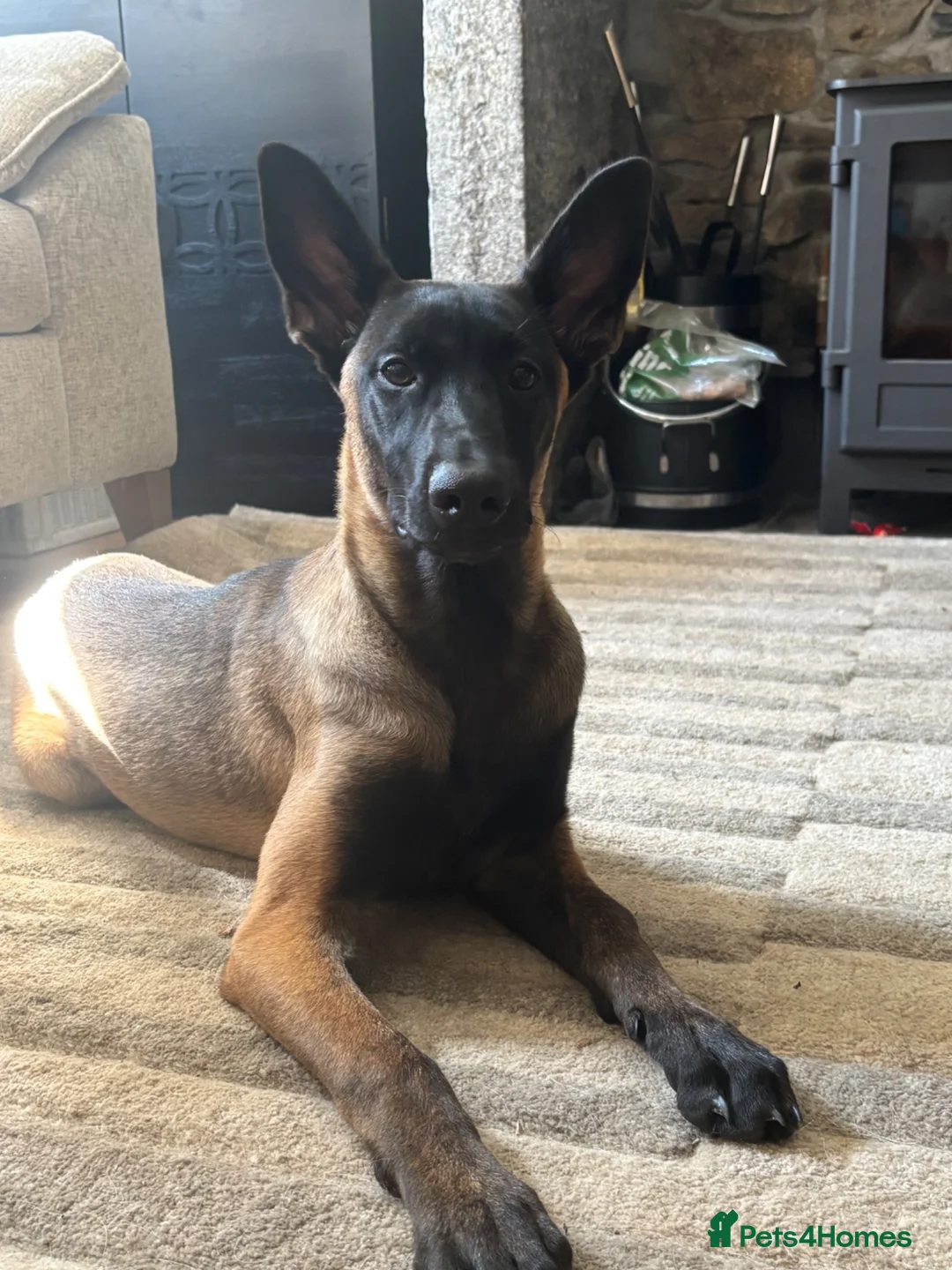Belgian Shepherd Dog dogs for sale: Belgian Malinois  - Advert 2